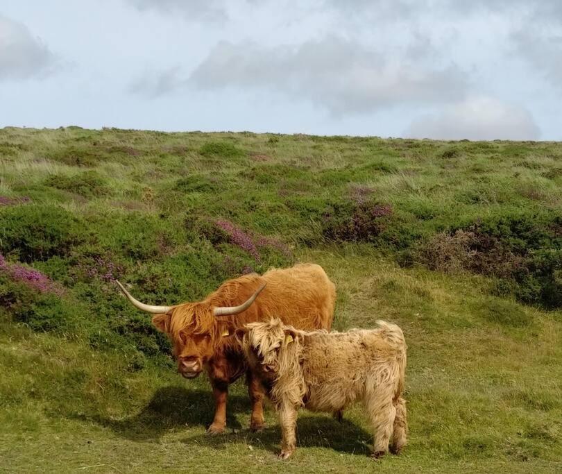 The Dairy - Quaint 1Br In Dartmoor National Park Villa Hennock Esterno foto